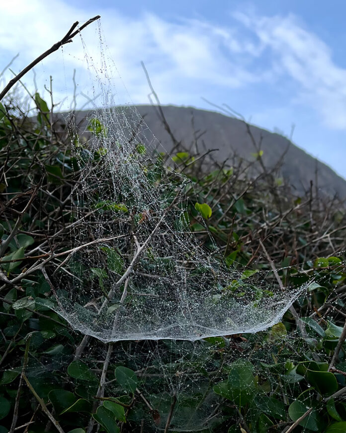 Teias de Aranha feitas na restinga da praia de Itacoatiara